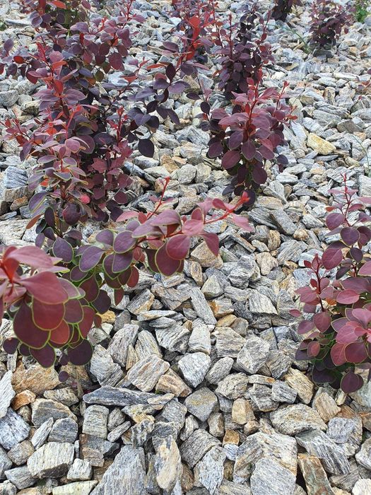 Kora kamienna z dostawą gnejs szary brąz gabion grys kamień naturalny