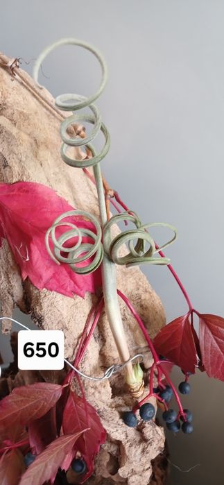 Tillandsia  тилландсия