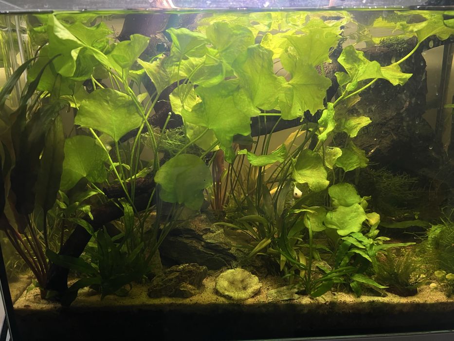 Nymphoides Taiwan - lotus taiwan szczepki