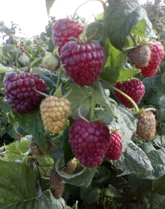 Ремонтантна малина