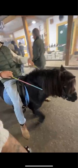 Pónei inteiro Manso