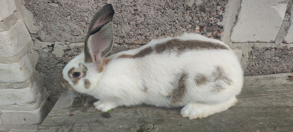 Króliki mix termądzkich