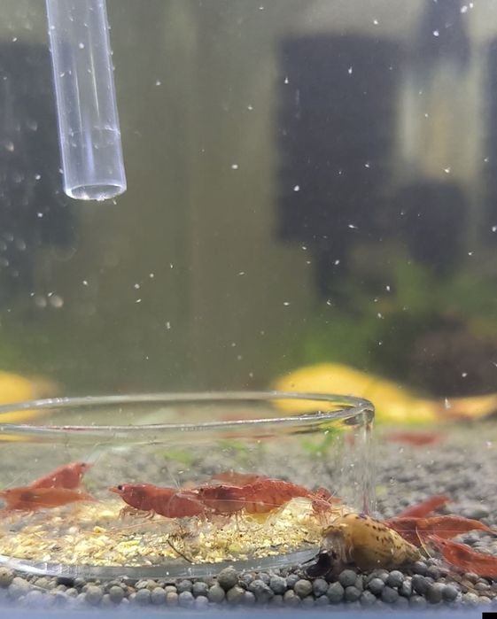 RedFire Neocaridinas