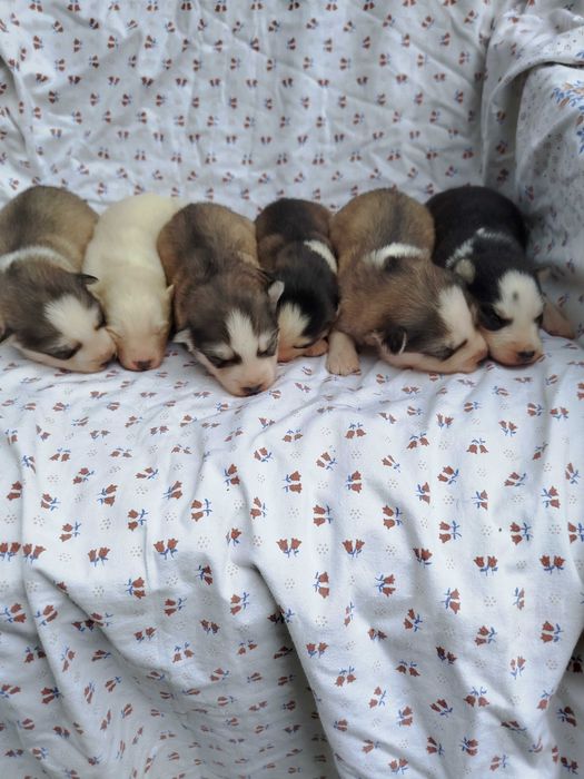 Siberian Husky suczka tel.-575302039