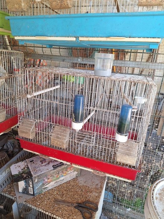 Cedência de gaiolas