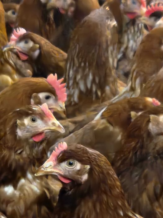 Kury nioski młode Rosa Messa Dominant Isa Leghorn Dowóz Gratis