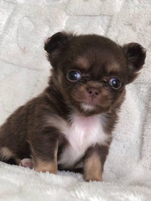 Шоколадна міні дівчинка чіхуахуа