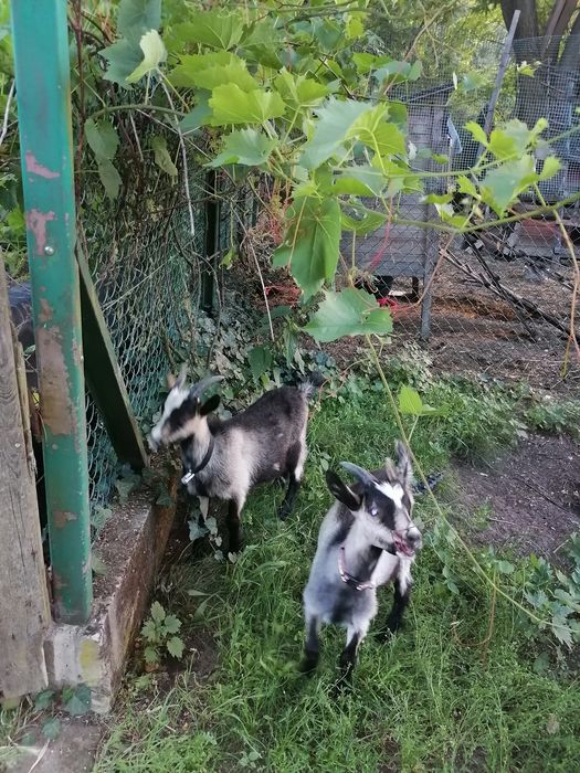 Oddam za darmo koziołki