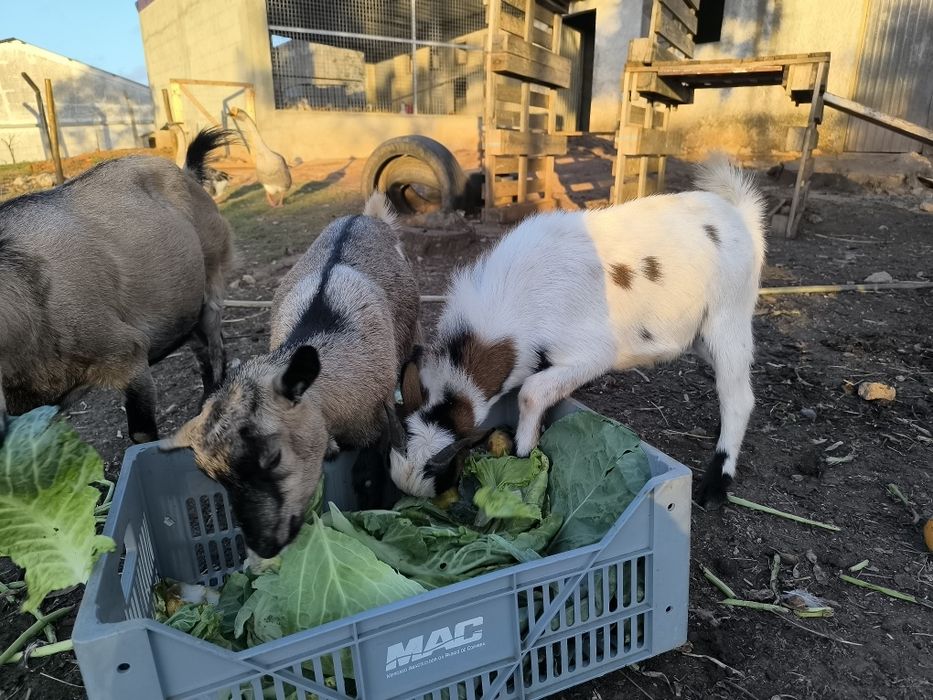Vendo cabras anãs