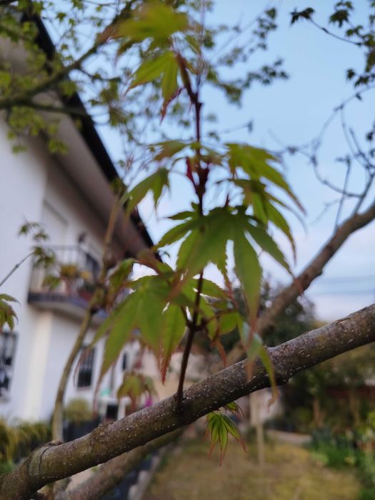 Ácer palmatum verde folha pequena 3,50m