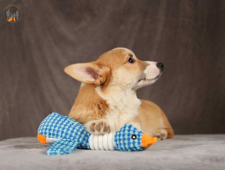 Welsh Corgi Pembroke ZKwP FCI piesek po Championie