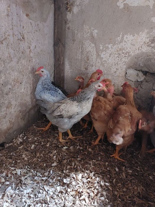 Vários animais galinhas, perus, cordonizes,  garnizas , patos, gansos