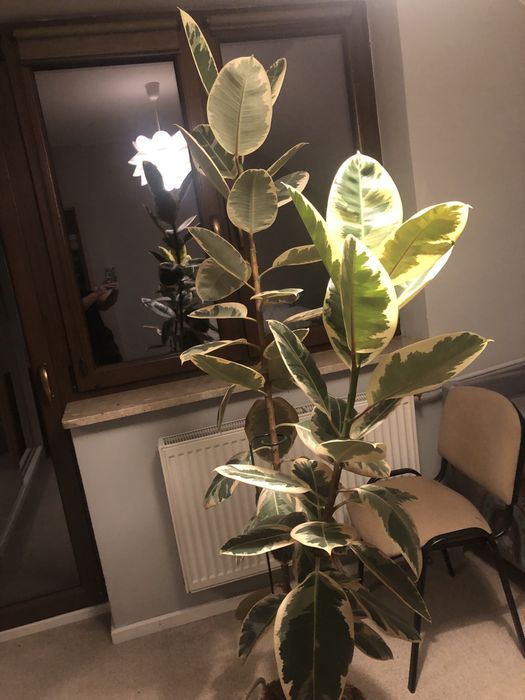 Fikus,monstera,fikus beniamin