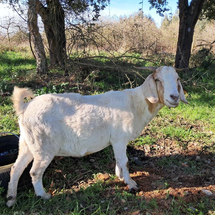 Vendo cabra cruzada