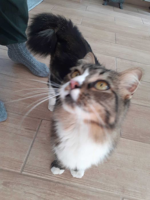Gatinhos mansinhos