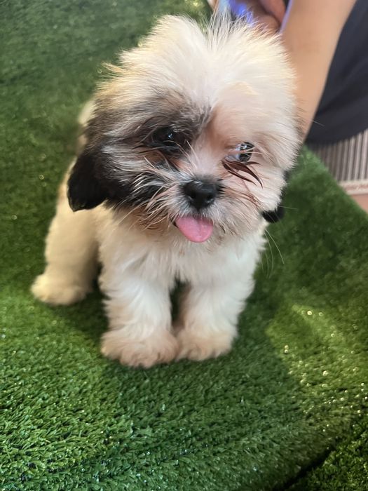 Shi-tzu.excelemte femea mni