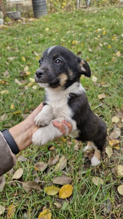 Віддам цуциків у добрі руки
