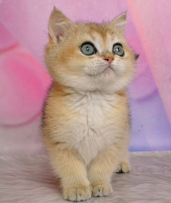 Золота шиншила красуня