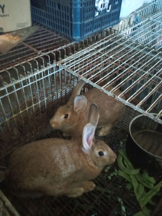 Vendo coelhos de carne xxxxxxxxxxxxxx