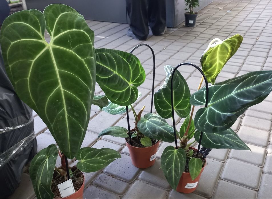 Anthurium Crystallinum X Regale  (Anthurium regale)