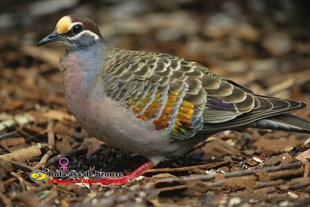 Rolas aza de bronze pardais de java e outros