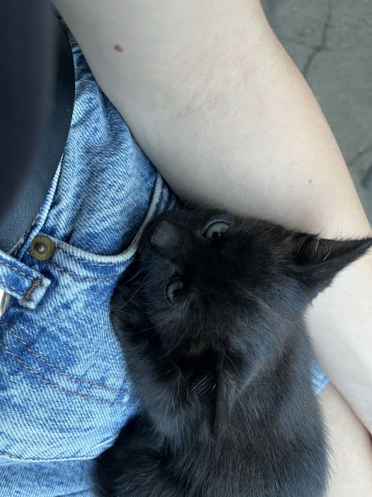 Кошенята в добрі руки безкоштовно / чорні котики/ кошеня