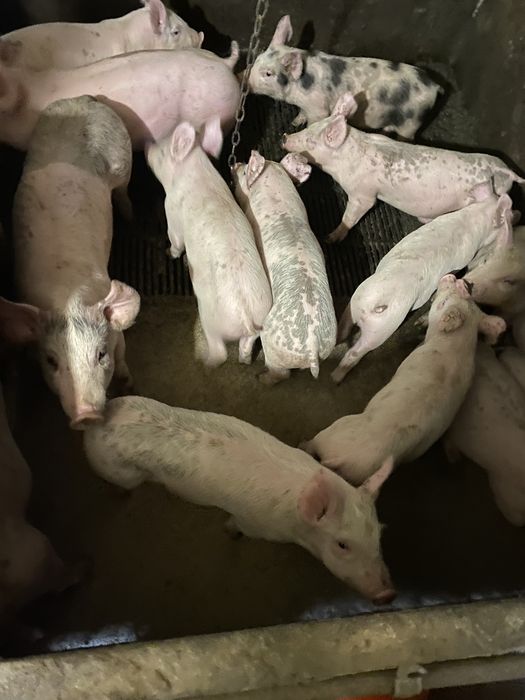 Продам поросят мясний гибрид