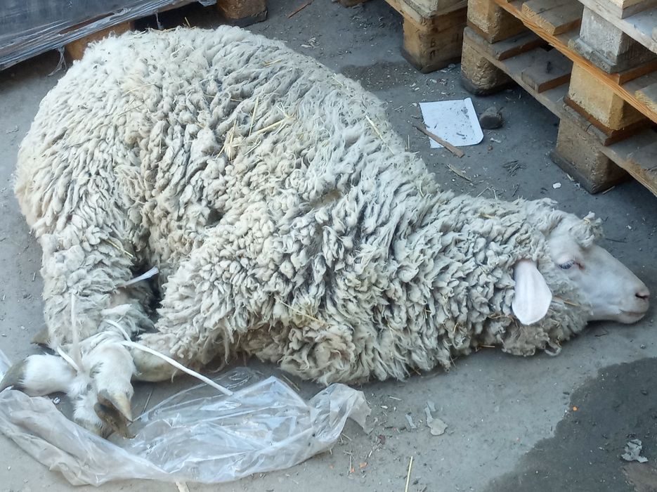 продажа собак та котів