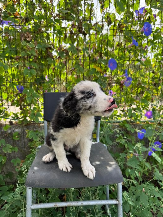 Menino Border Collie Super Giro