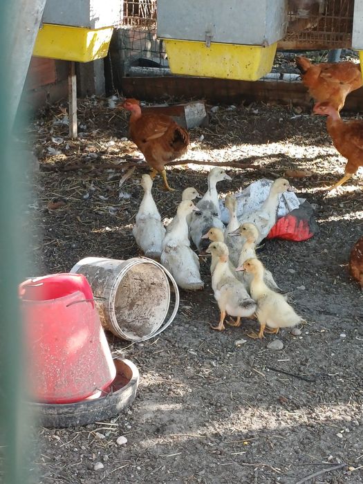 Patos/as para venda