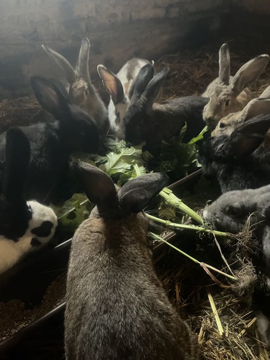 Króliki 4-miesięczne