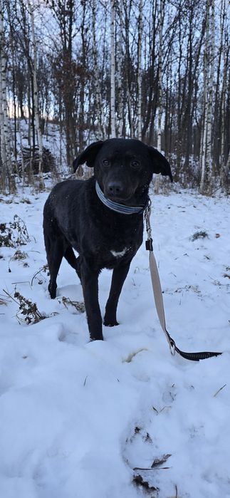 Do adopcji Młoda suczka