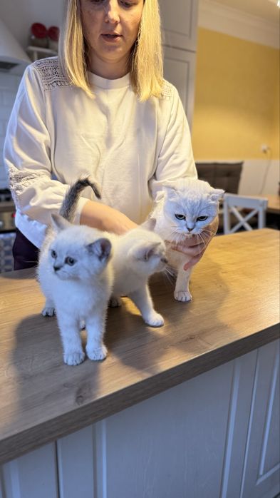 Шотландськи кошенята