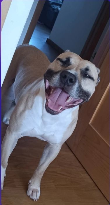 American Staffordshire