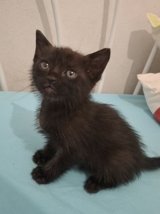 Animais para adopção