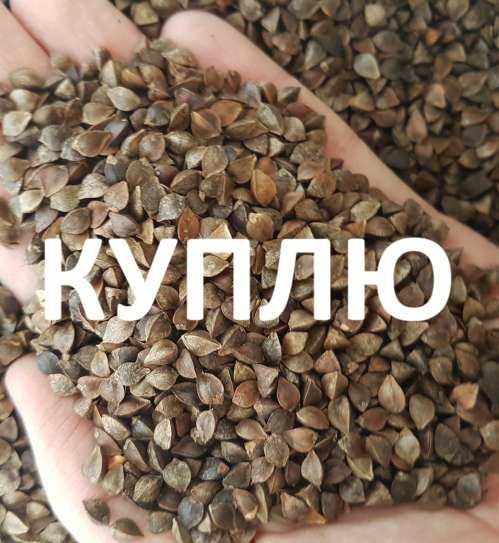 Куплю гречку , Гречиху