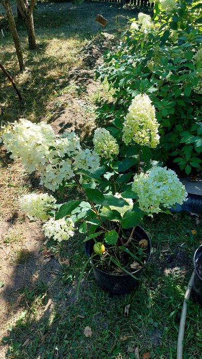 цветы ,вероника ,гортензия ,астильба