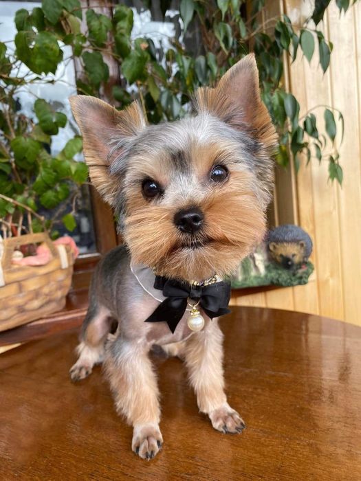 В'язка  йоркшиського тер'єра