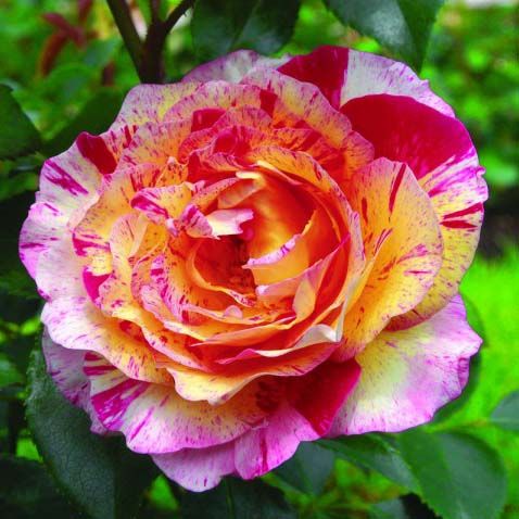 Roseira Variegata Tigrada Tricolor - FLORES Para colecionador