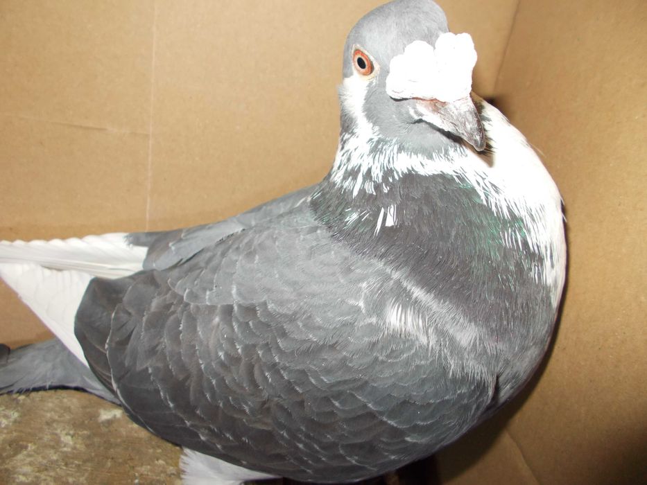 Golebie staropolskie G