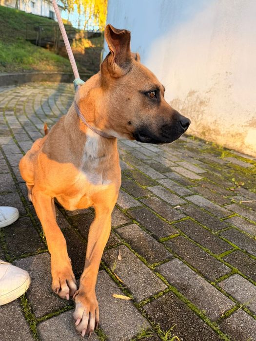 Cadelinha raçada de pitbull para adopção