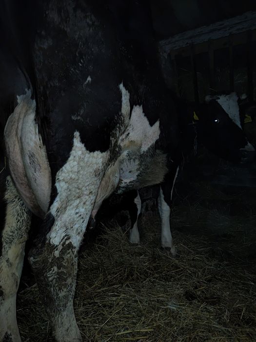 Молода розтелена 2 телям