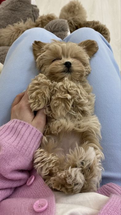 Maltipoo F1 Micro Girl