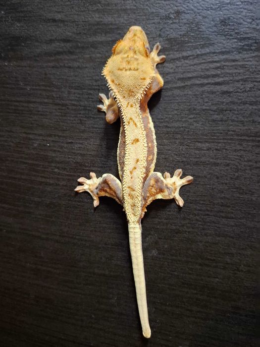 Gekon orzęsiony Lilly White. samiec