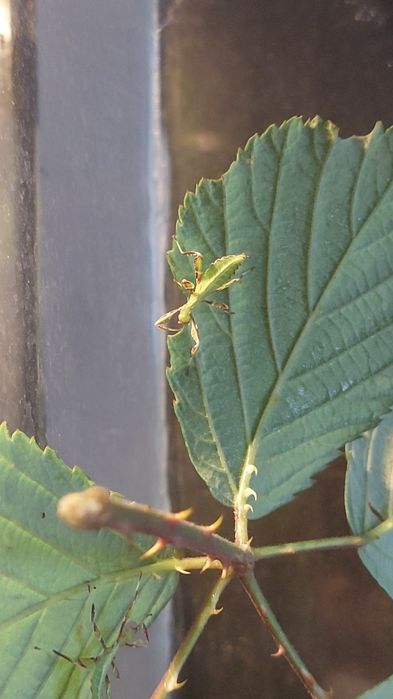 Filhotes de insecto folha