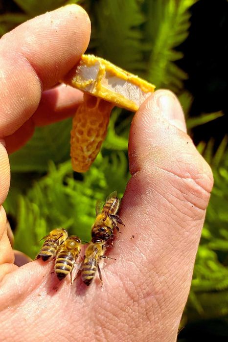 Matki pszczele, krainka (karolinka), unasiennione, nieunasiennione,