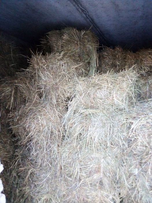 Продам сіно тюки