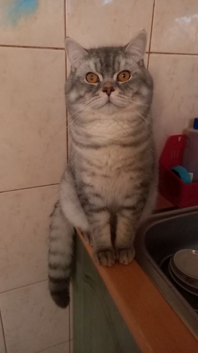 Шотландський красень