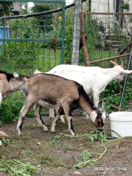 Kozioł koziołek capek anglonbijski AN  87%