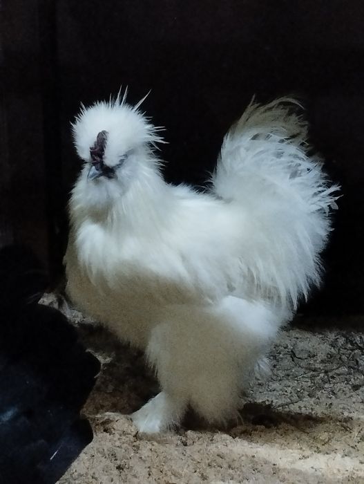 Півник Китайський Шовковий